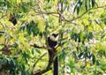 Foto:
Een Lemur in Madagaskar